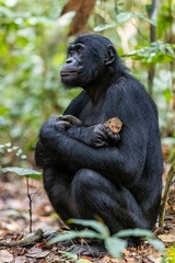 Bonobo (Pan paniscus) holds a mongoose pup as a pet for awhile ‘The Bonobo and His Pet’ LuiKotale, Near Salonga National Park, Democratic Republic of the Congo